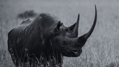 12 Rhinos Found Dead in Chitwan National Park in 5 Months