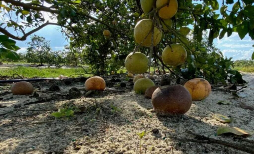 Citrus Greening Disease Devastates Dahkhola Orange Farmers