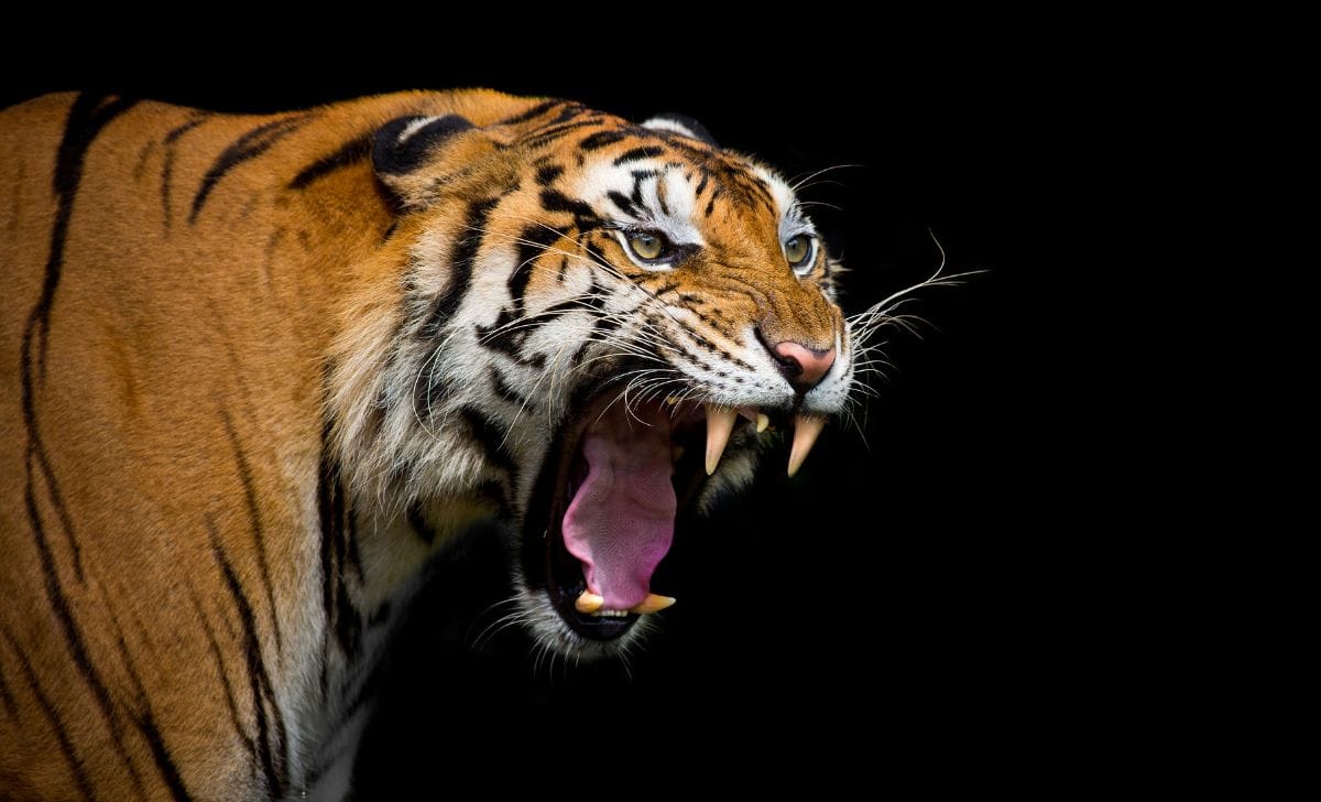 Elderly Woman Killed in Tiger Attack in Makawanpur