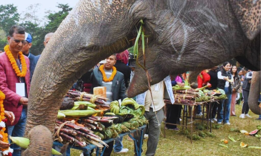 Elephants Enjoy Picnic