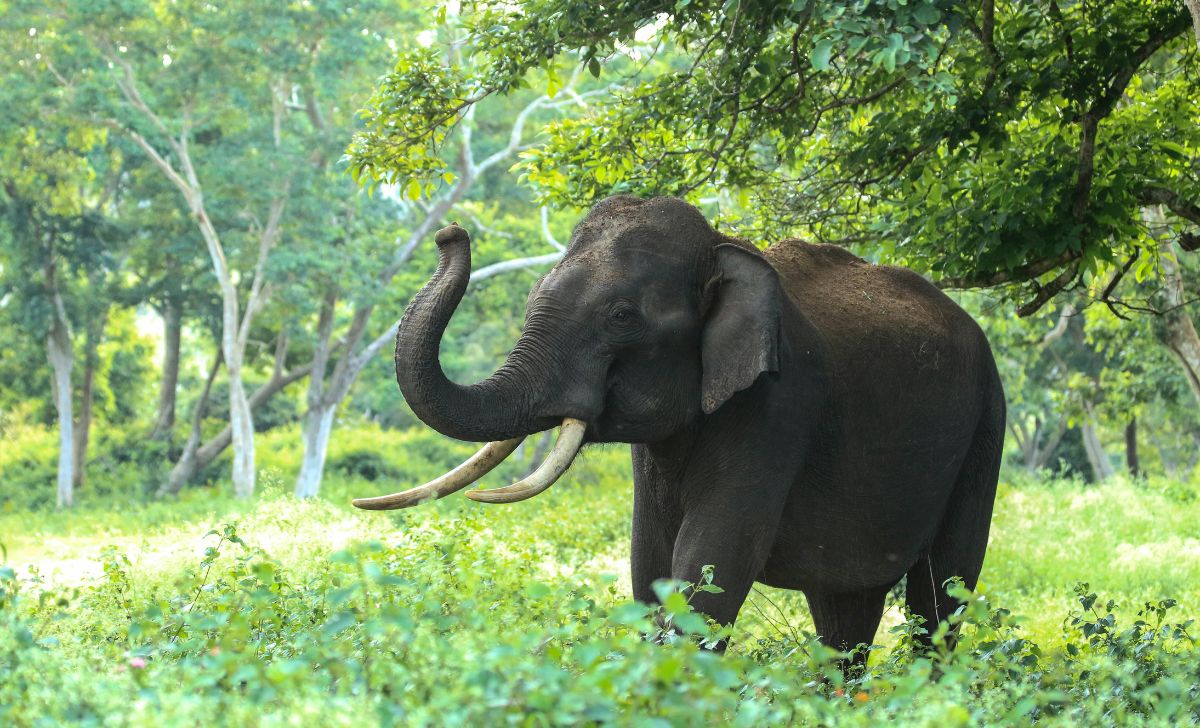 elephant