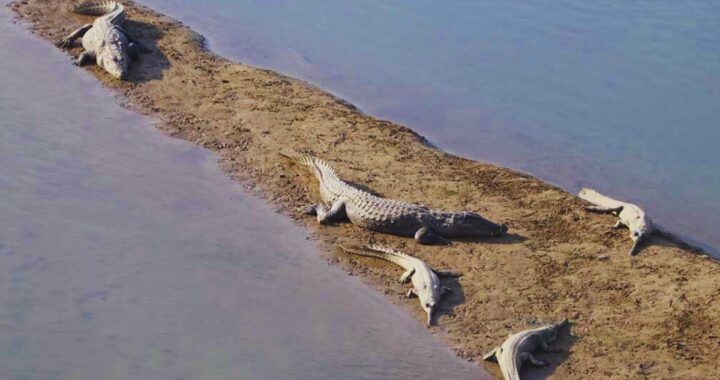 352 Gharial Narayani