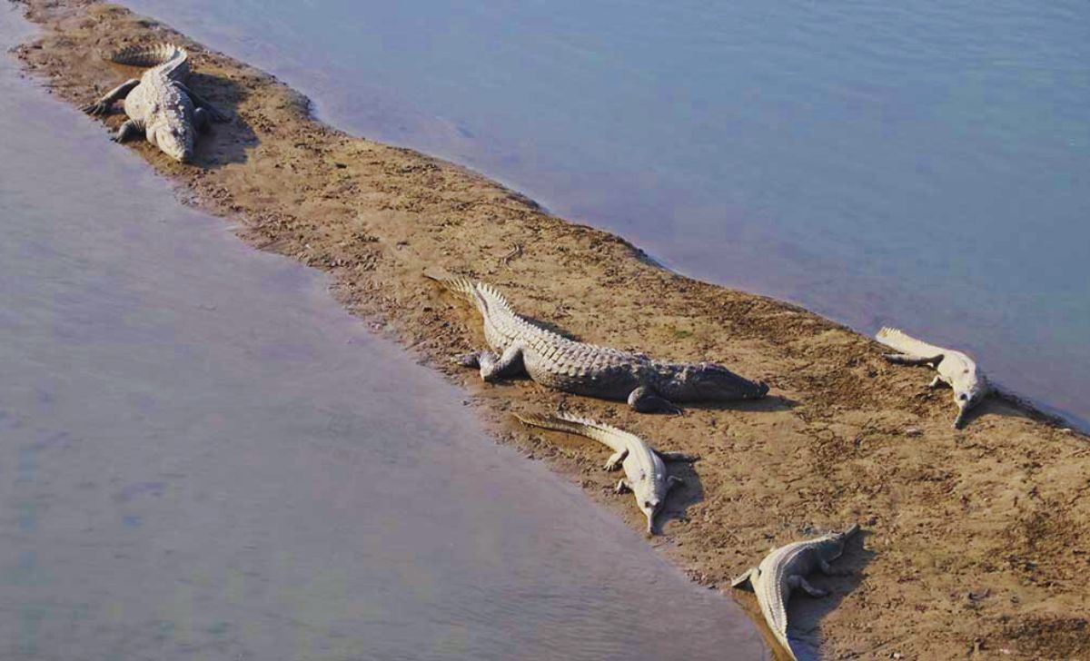 352 Gharial Narayani