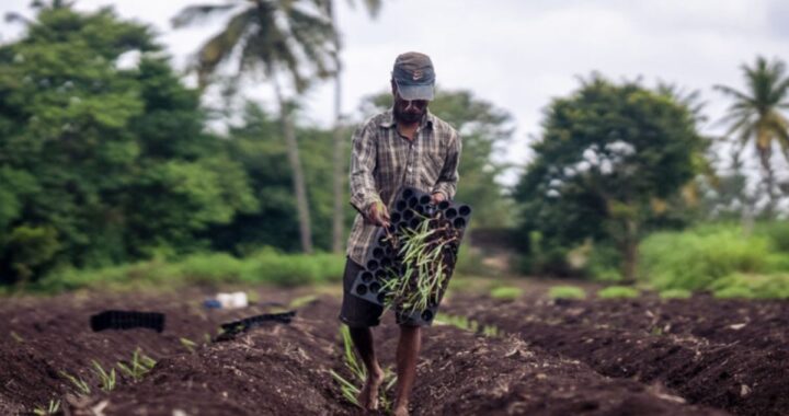 Reviving Tradition Youth of Rampur Municipality Return to Sugarcane Farming