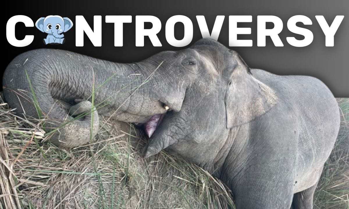 Justice for Makuna The Controversial Killing of a Wild Elephant In Chitwan