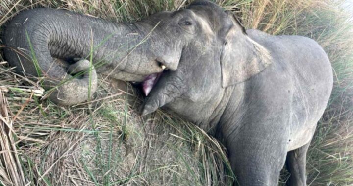 Wild Elephant 'Makuna' Shot Dead in Chitwan National Park Encounter