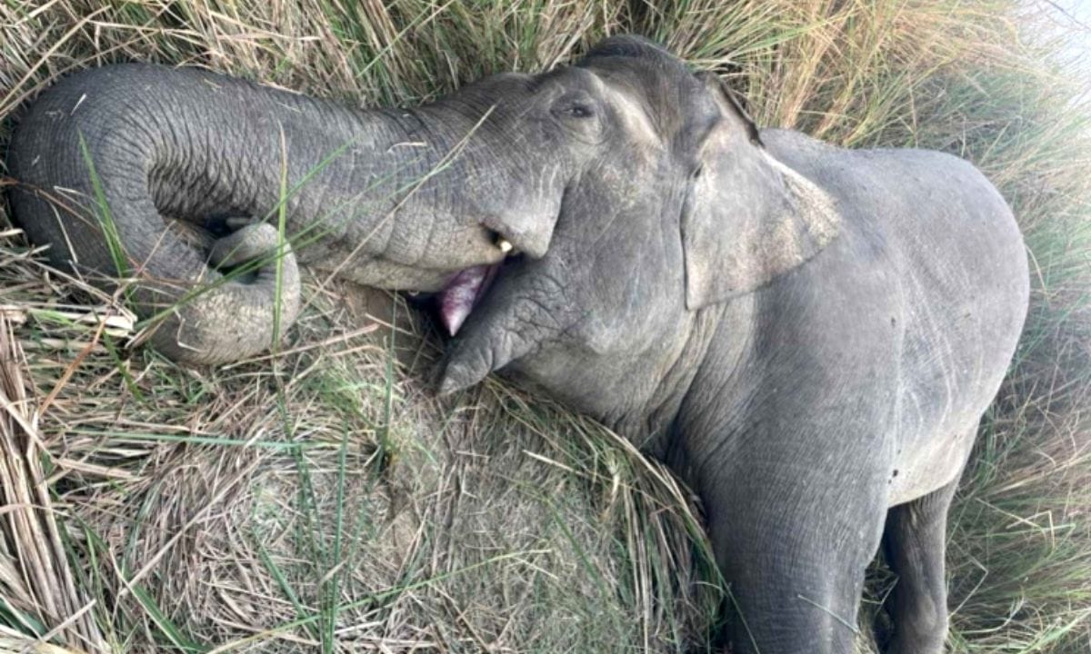 Wild Elephant 'Makuna' Shot Dead in Chitwan National Park Encounter