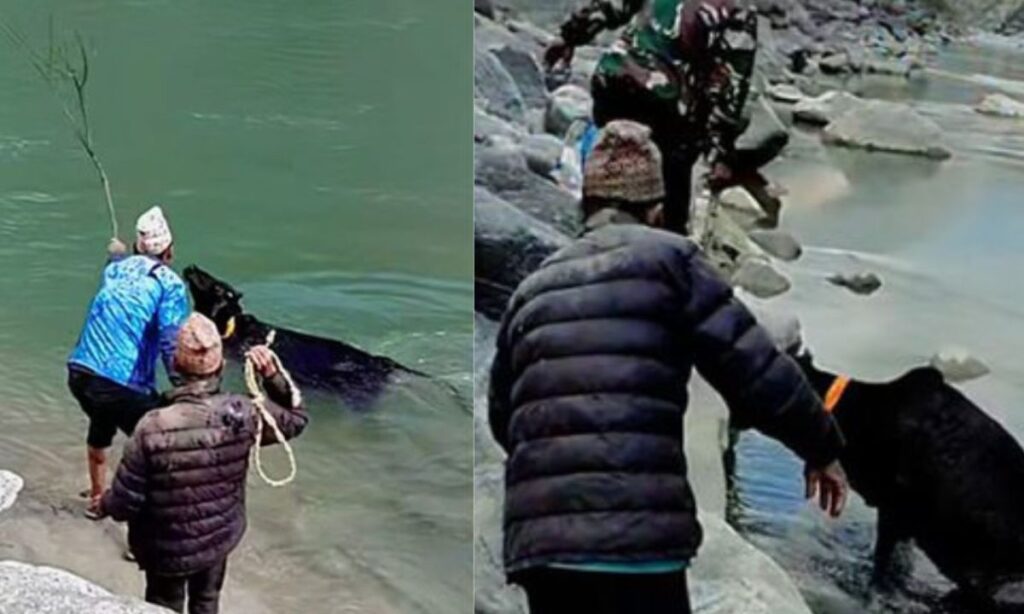 Cow Forced into River in the Name of Ritual in Bajura