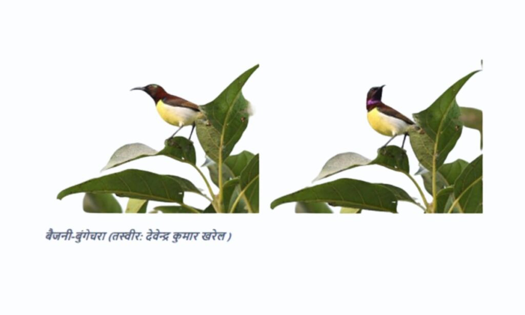 Purple Bird Found in Mechinagar
