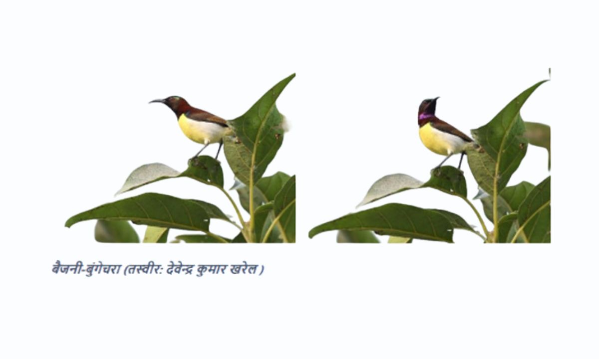 Purple Bird Found in Mechinagar
