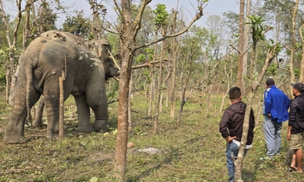 Yamgaj Stranded Near Rautahat Forest