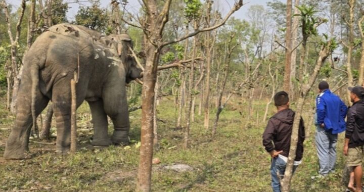 Yamgaj Stranded Near Rautahat Forest