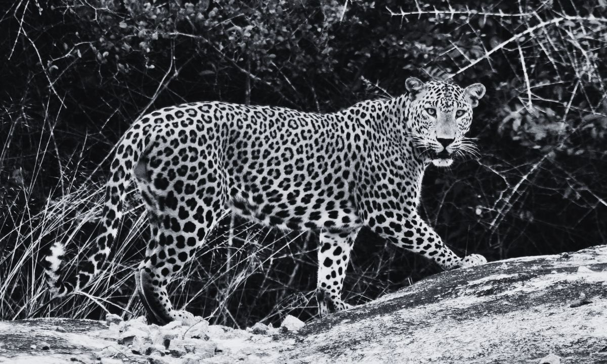 9-Year-Old Girl Dies After Leopard Attack in Bardiya's Community Forest