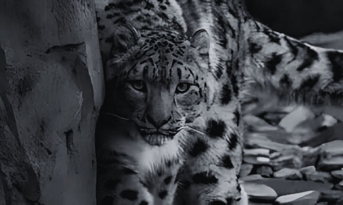 Children Targeted by Leopards One Dead, Two Injured in 1.5 Months