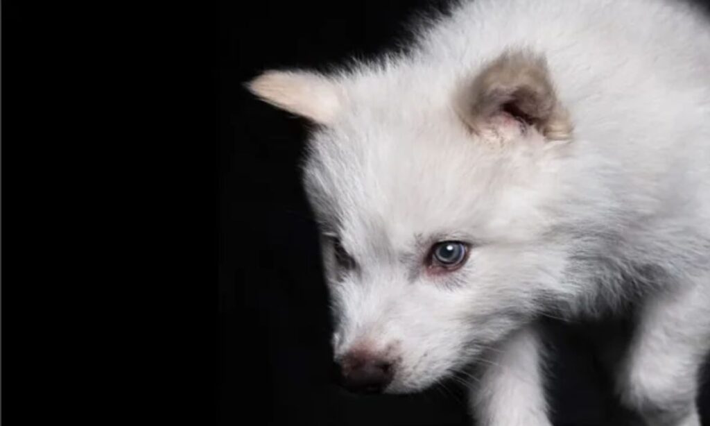 Scientists Bring Back Dire Wolves After 12,500 Years