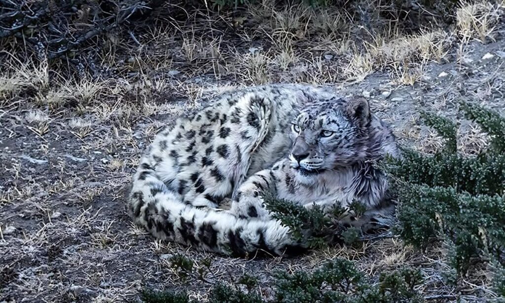 Snow Leopard Population in Nepal Reaches 397