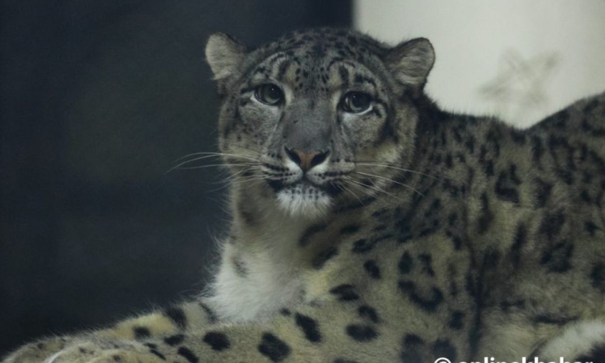 Snow Leopards Found in Nepal