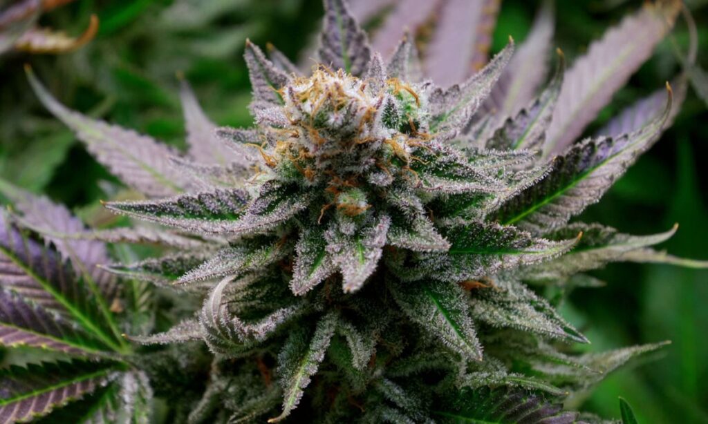 2 Indian Nationals Caught with Cannabis at Kathmandu Airport