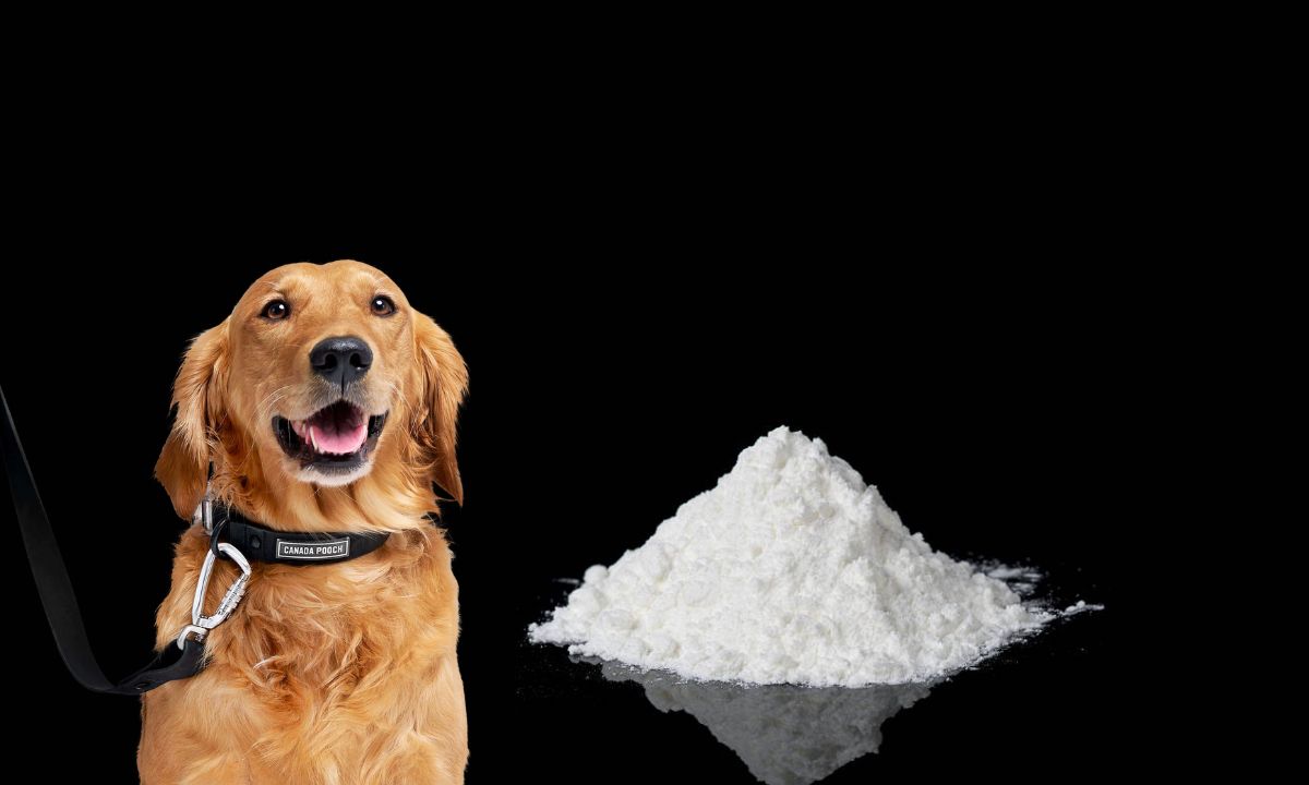 Brown Sugar Found in Dog’s Collar Shocking Drug Smuggling Tactic in Morang