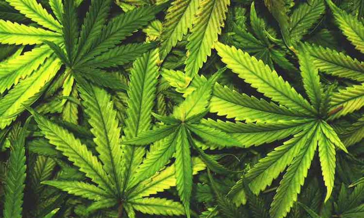Indian Man Caught with Over 4kg of Cannabis at Kathmandu Airport