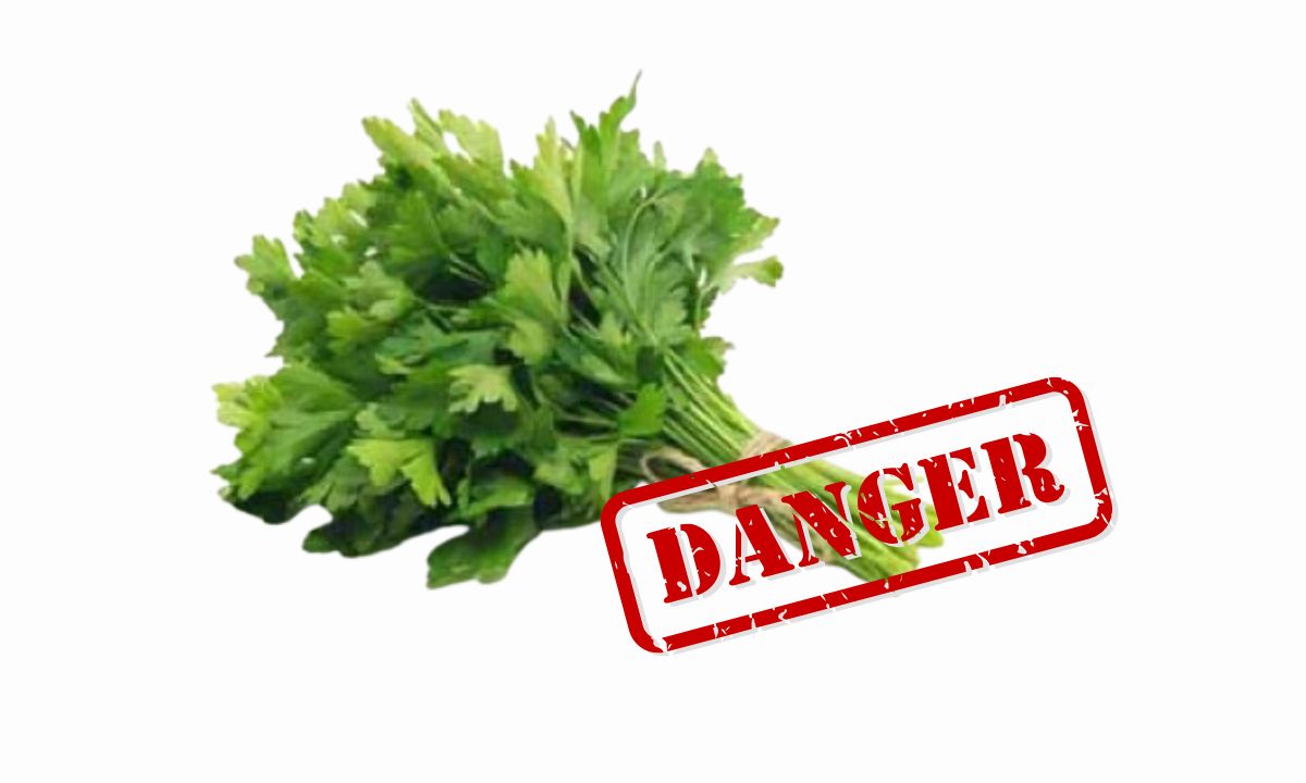Shocking! Nearly 100% Pesticide Found in Coriander at Kalimati Market