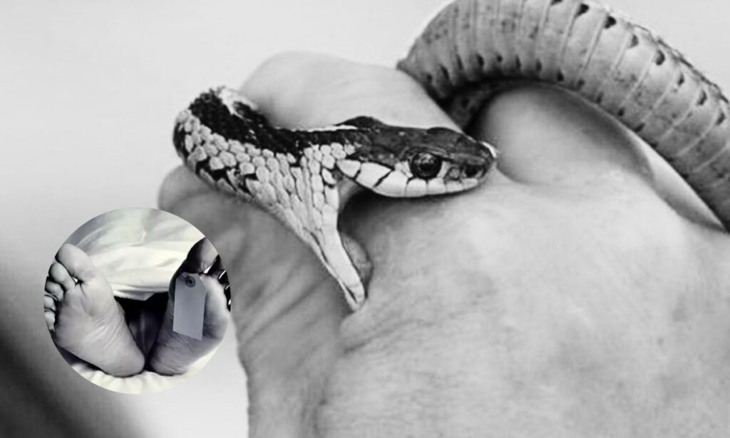 13-Year-Old Boy Dies After Snakebite in Dadeldhura