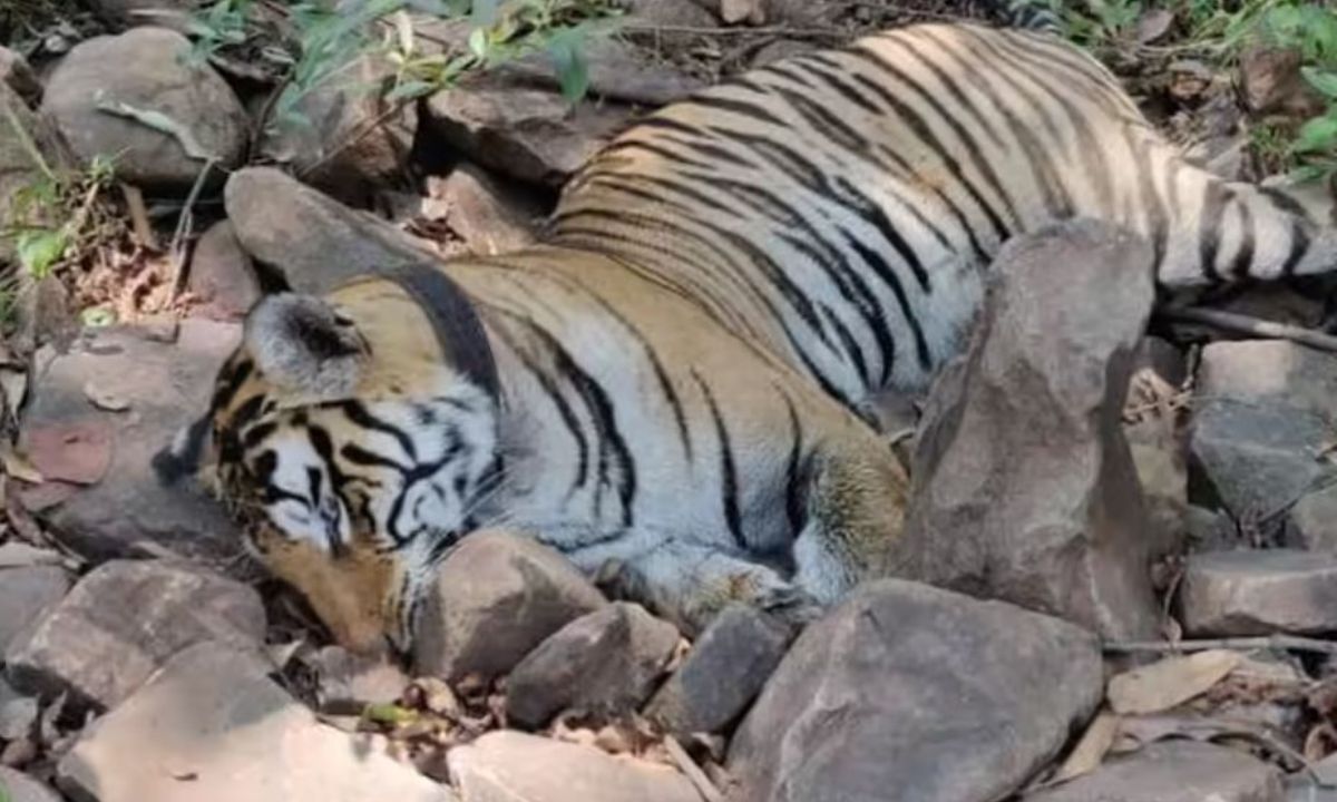 India launches probe after rare tigress and cubs found dead