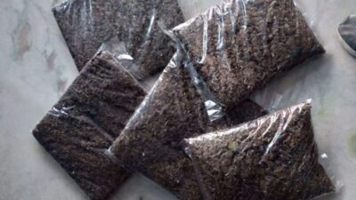 4 Arrested With Over 1,000 Kg of Marijuana in Makwanpur