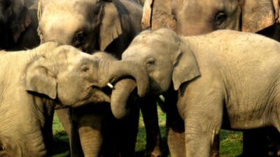 68 elephant calves born in 33 Years at Chitwan breeding center