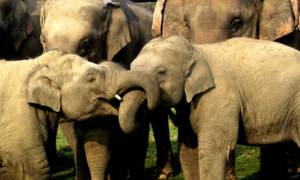 68 elephant calves born in 33 Years at Chitwan breeding center