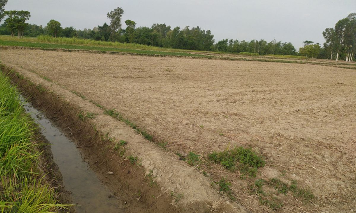 Fields stay dry in Sarlahi as farmers wait for rain