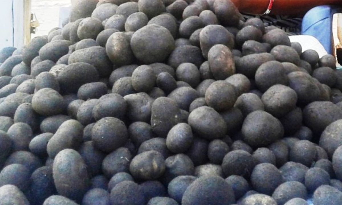 Is the Taste of ‘Phutki Mushroom’ Disappearing from Tharu Kitchens Forever