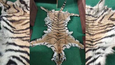 Three arrested in Dang with rare bengal tiger skin