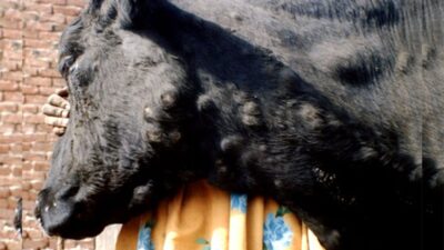 Lumpy skin disease spreading again